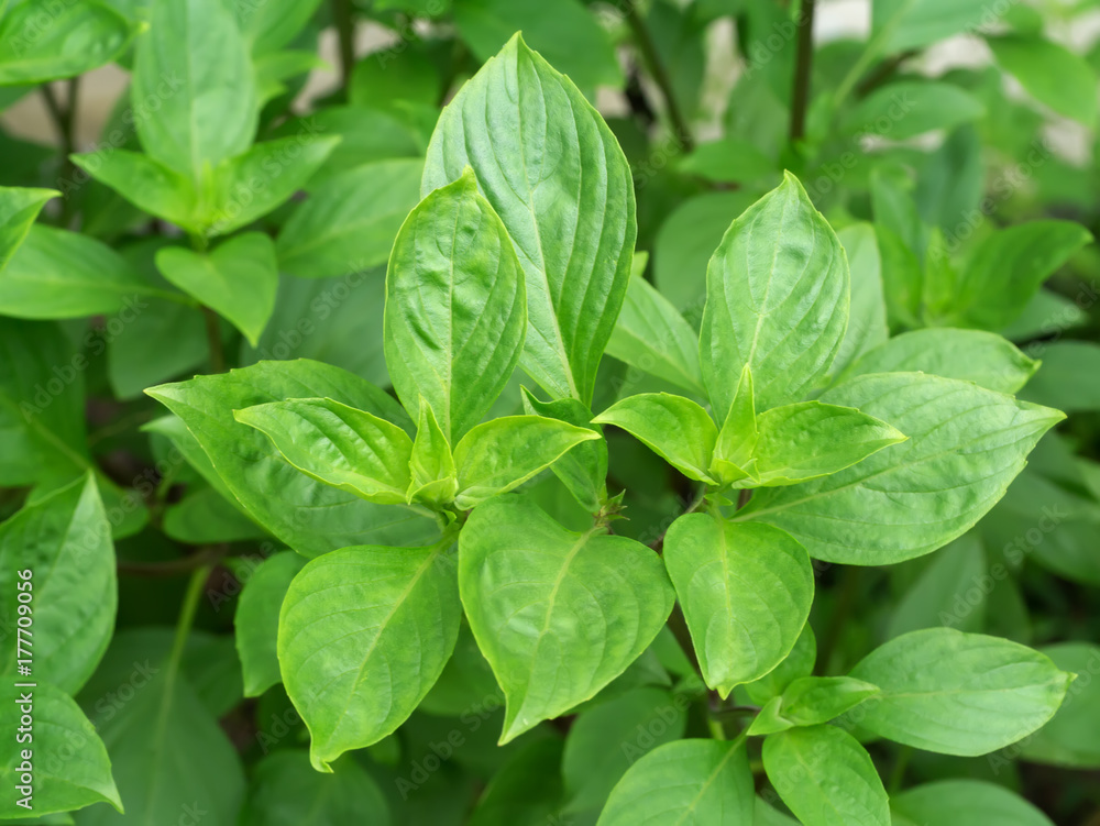 Green leaf of Sweet Basil Green leaf of Sweet Basil