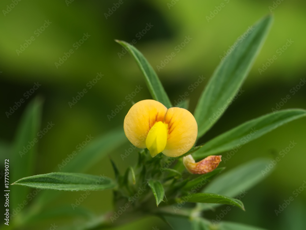 Obraz premium Small yellow flowers in the garden.