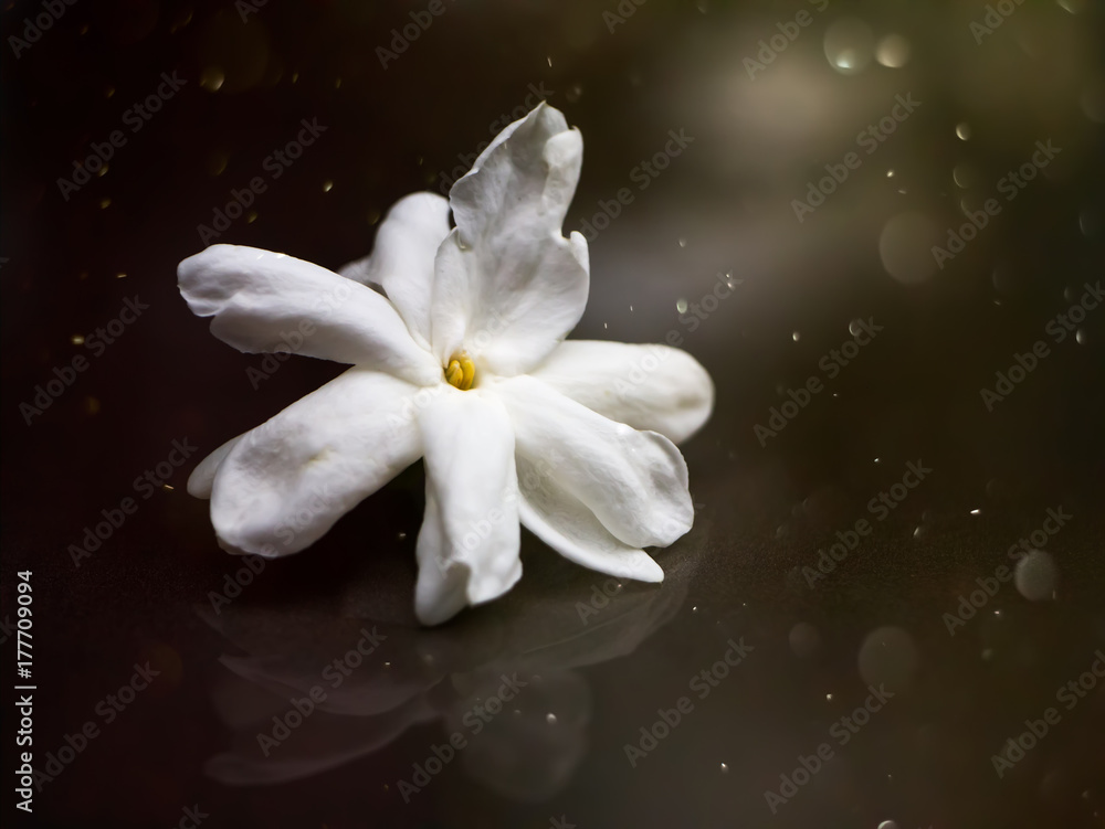 White of jasmine flower.