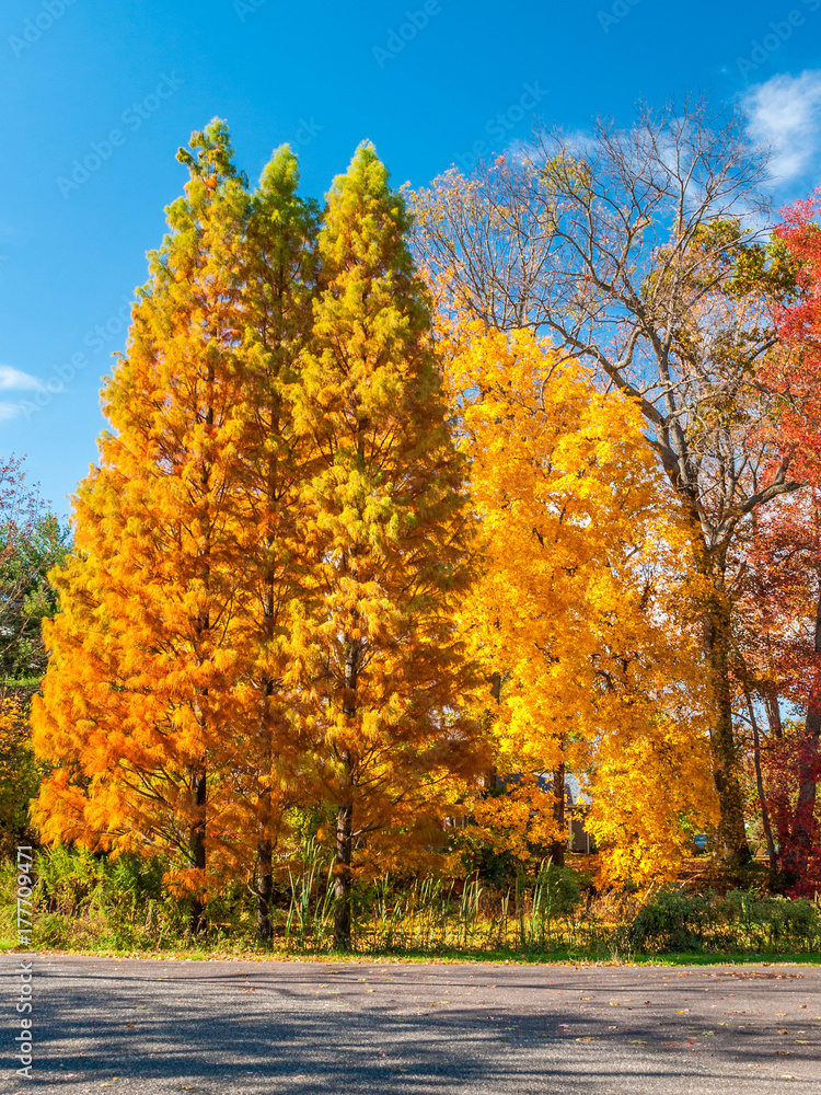 Colors of the fall foliage