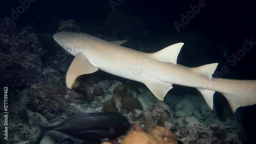 Tawny nurse sharks - Nebrius ferrugineus swim in the night, Indian Ocean, Maldives
 photo