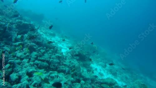 Tawny nurse sharks - Nebrius ferrugineus, Indian Ocean, Maldives
 photo