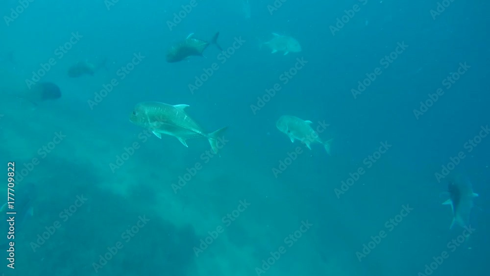 school of Giant trevally - Caranx ignobilis in the blue water, Indian Ocean, Maldives
school of Giant trevally - Caranx ignobilis in the blue water, Indian Ocean, Maldives