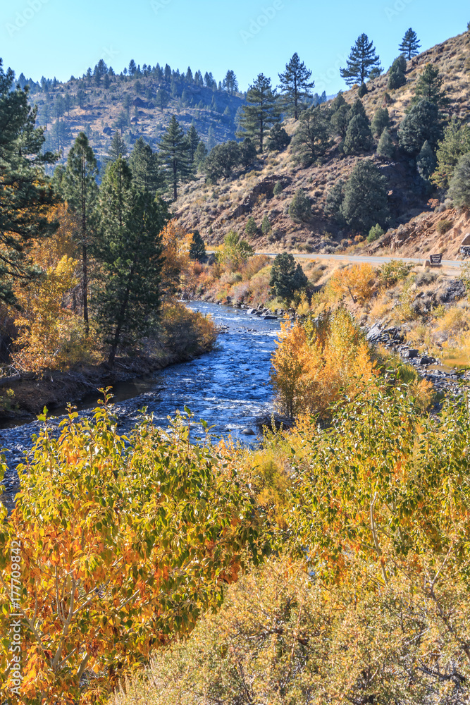 Naklejka premium golden aspen trees and green pines overlook a fast moving stream. Mountains and a blue sky are in the background