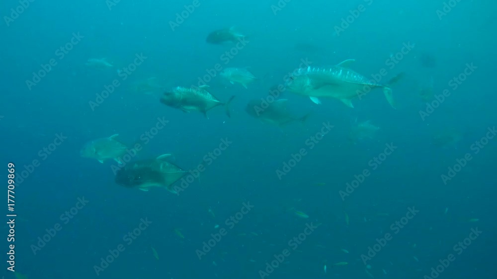 school of Giant trevally - Caranx ignobilis in the blue water, Indian Ocean, Maldives
school of Giant trevally - Caranx ignobilis in the blue water, Indian Ocean, Maldives