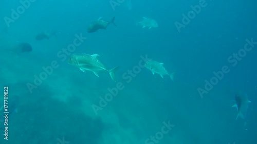 school of Giant trevally - Caranx ignobilis in the blue water, Indian Ocean, Maldives
 photo