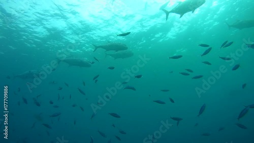 school of Giant trevally - Caranx ignobilis in the blue water, Indian Ocean, Maldives
 photo