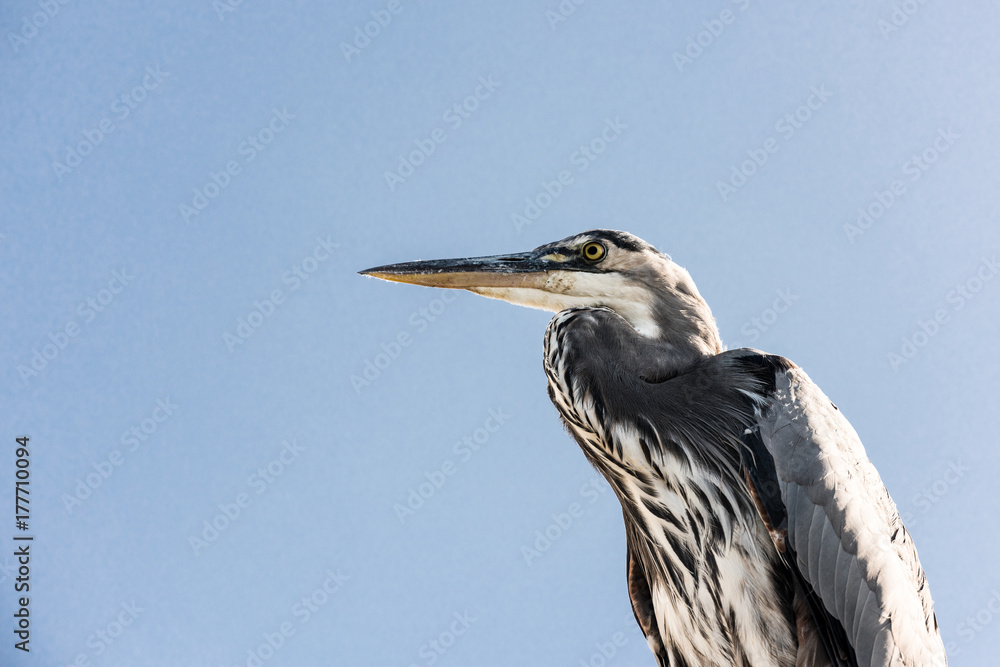 Fototapeta premium Great Blue Heron