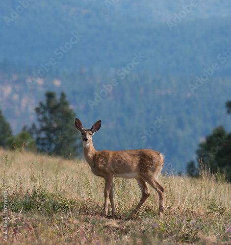 Whitetail deer (odocoilus virginianus) on formland in Washington