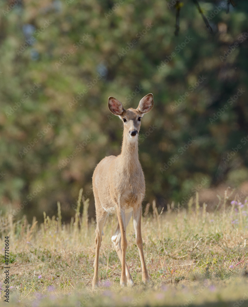 Whitetail deer (odocoilus virginianus) on formland in Washington Whitetail deer (odocoilus virginianus) on formland in Washington