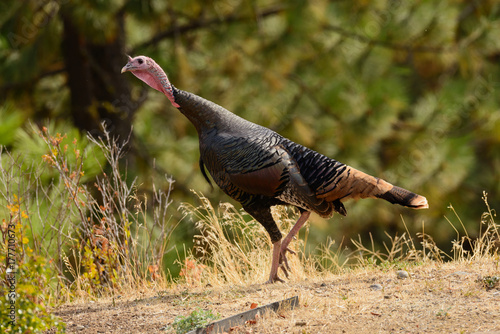 Closeup of male (Tom or Jake) Wild Turkey in the forest