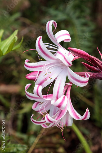 Fototapeta Naklejka Na Ścianę i Meble -  White and pink Crinum Lily, Crinium species called red flare