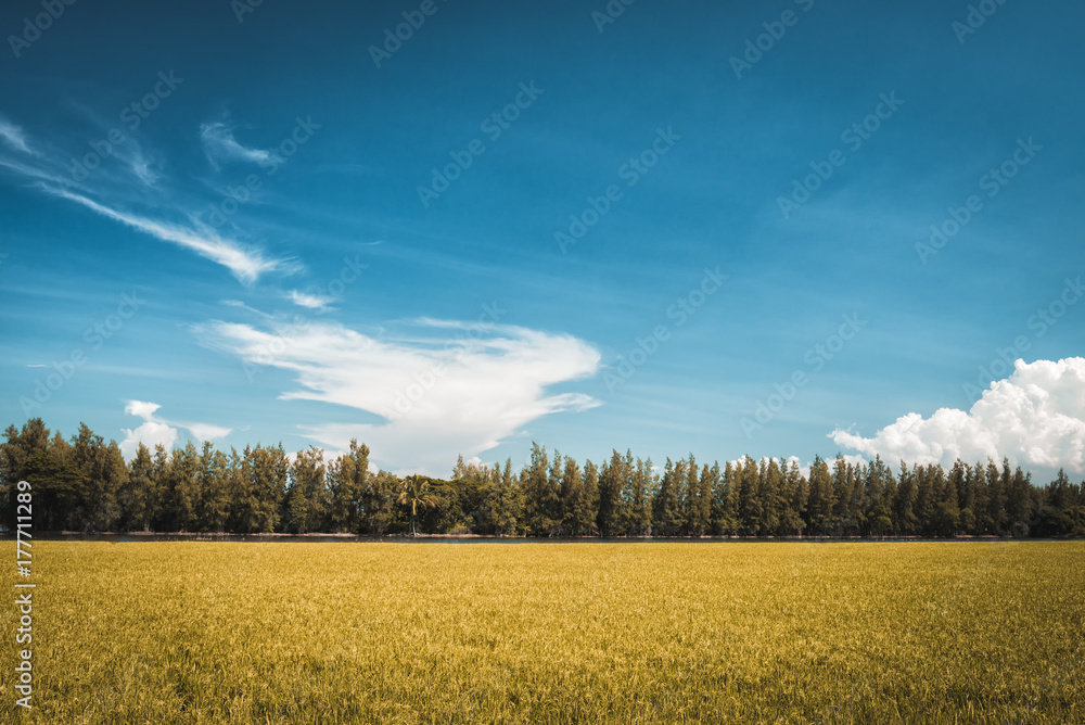 Beautiful Nature Golden Rice Field in the Afternoon with Blue Sky