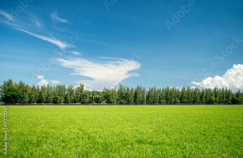 Spring Landscape Green Rice Field with Blue Sky in Sunshine Day
