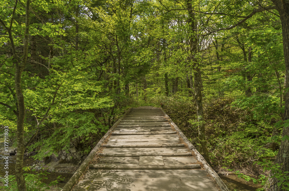 wooden foot bridge on hiking trail in Hotaka mountain range, Kamikochi national park, Kamikochi, Japan wooden foot bridge on hiking trail in Hotaka mountain range, Kamikochi national park, Kamikochi, Japan