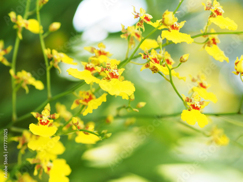 Fototapeta Naklejka Na Ścianę i Meble -  Yellow oncidium orchid branch in the garden for decoration