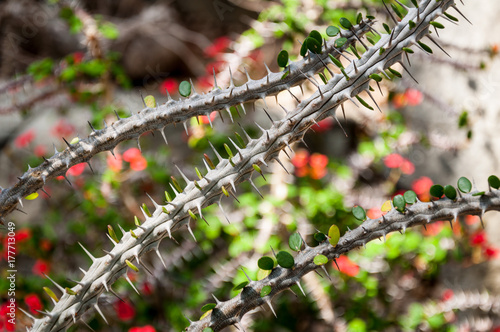 Cactus vine with sharp thorns.