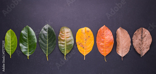 Different color and age of leaves of the jackfruit tree leaves from fresh green to dry brown on black stone background. For environment changed concept