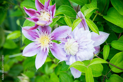 Fototapeta Naklejka Na Ścianę i Meble -  Blooming clematis 