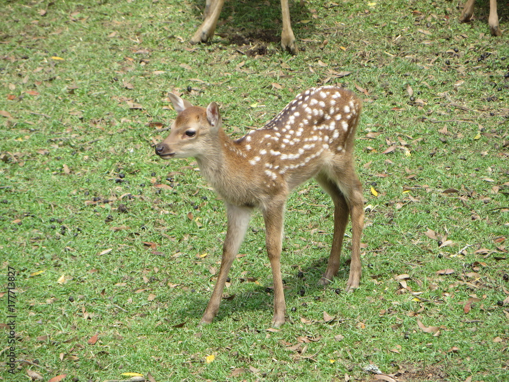 Sika Spotted Fawn, Nara Deer Park, Japan Sika Spotted Fawn, Nara Deer Park, Japan