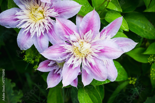 Blooming clematis "Josephine" in the garden. Shallow depth of field.