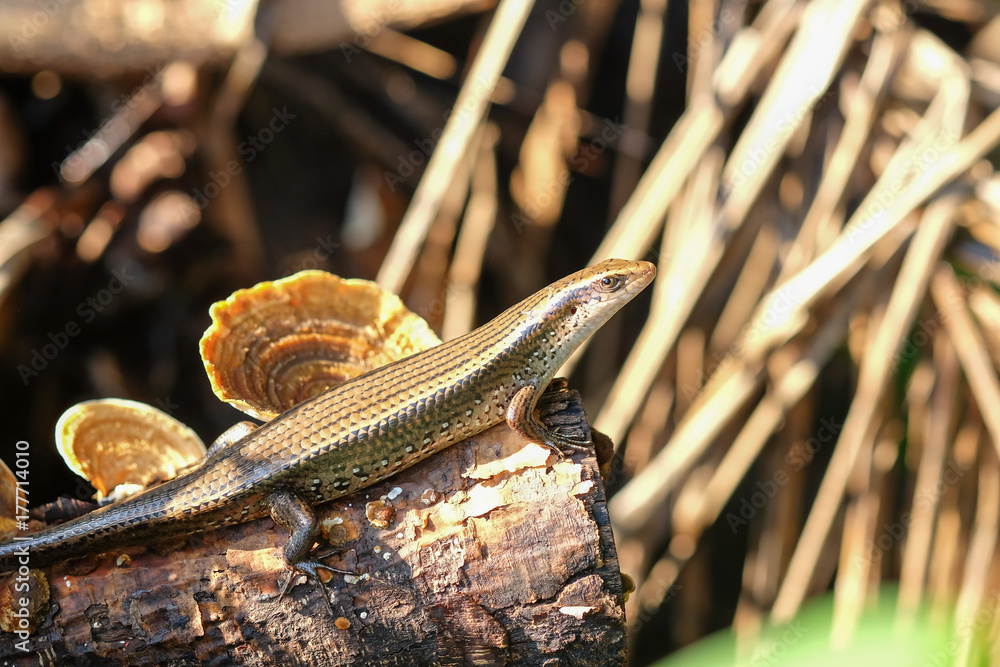 Naklejka premium skink on a timber in nature.