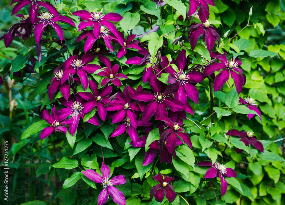 Clematis niobe deals