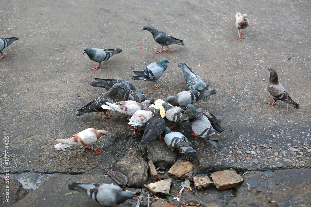 Fototapeta premium Group of pigeons eating on the street.