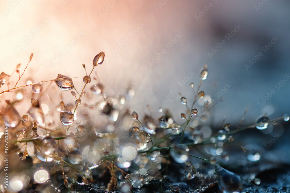 Dew drops on grass and blurred bokeh background - obrazy, fototapety, plakaty 