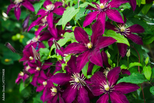 Photos Blooming clematis Niobe in the garden. Shallow depth of field.