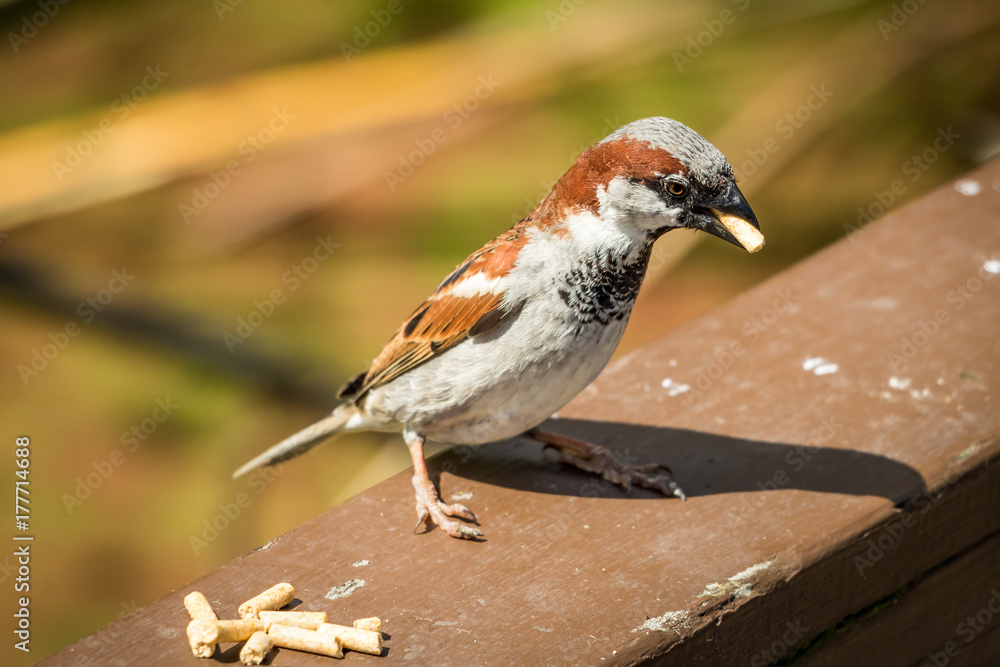 Naklejka premium Thin Male Sparrow With Food In Its Mouth 