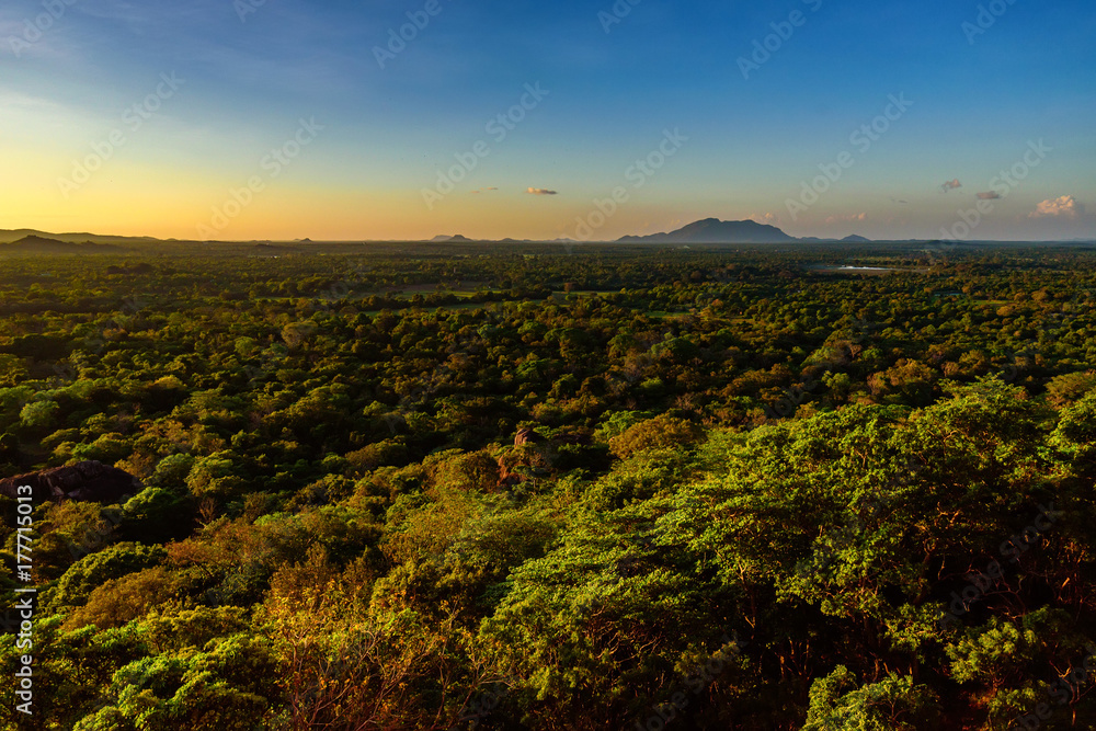 Fototapeta Aerial view of tropical forest of Sri Lanka