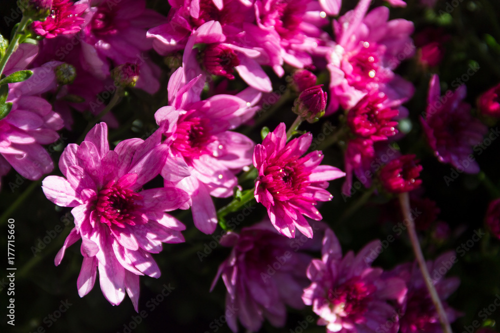 Pink chrysanthemums on flowerbed in the garden Pink chrysanthemums on flowerbed in the garden