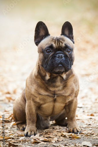 Beautiful french bulldog dog © zorandim75