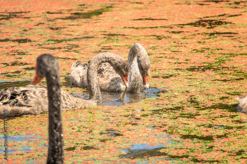 Swan Cygnets With Arched Necks In Pond photo