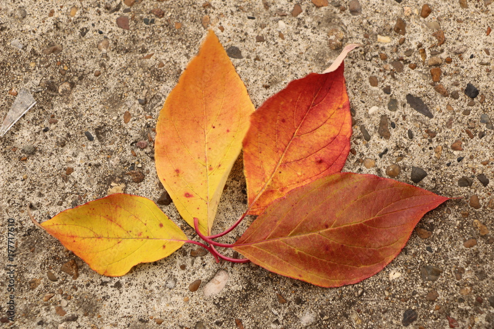 bright beautiful autumn leaves on a concrete background bright beautiful autumn leaves on a concrete background
