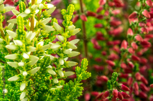 Calluna Vulgaris - Heather in three colors