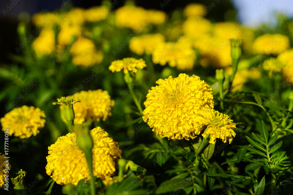Lots of beautiful marigold flowers in the garden. Lots of beautiful marigold flowers in the garden.