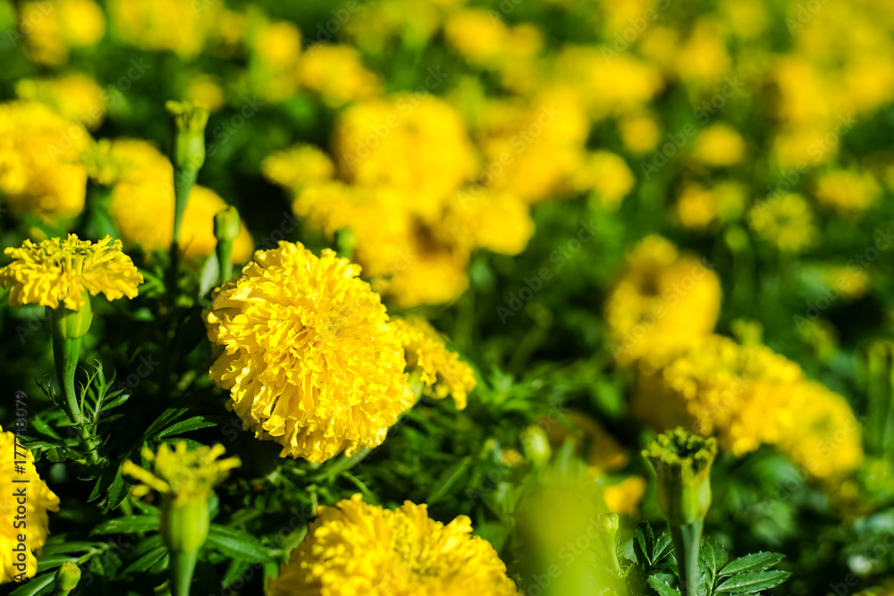 Lots of beautiful marigold flowers in the garden. Lots of beautiful marigold flowers in the garden.