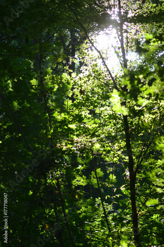 Nature photographs taken from the city park of Markranst  dt  Saxony  Germany.