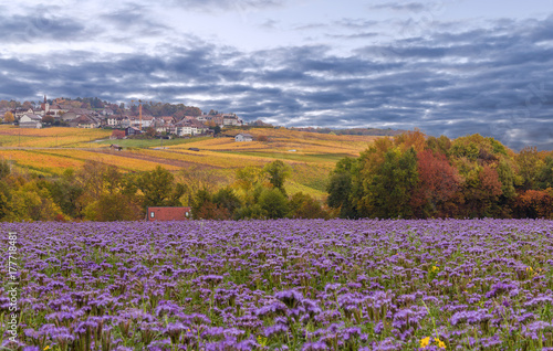 Fantastic autumn color