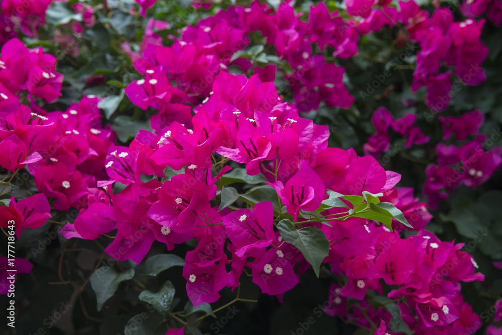 Bougainvillea flower bush background Bougainvillea flower bush background