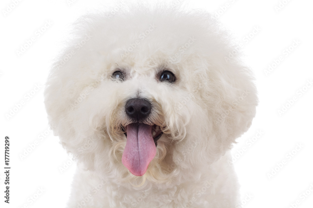 head of an adorable bichon frise with tongue out head of an adorable bichon frise with tongue out