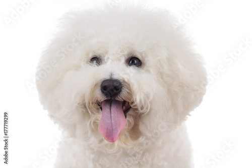 head of an adorable bichon frise with tongue out