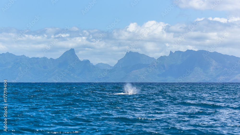 Whale breathing in Pacific ocean in front of Tahiti, panorama
Whale breathing in Pacific ocean in front of Tahiti, panorama