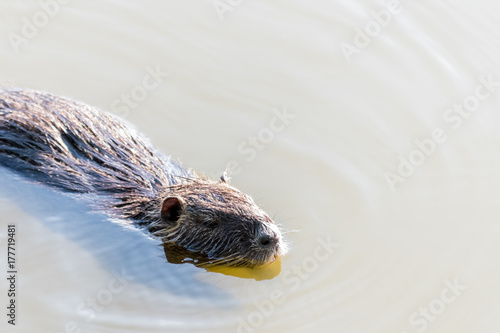 Nice big coypu swimming in a pond