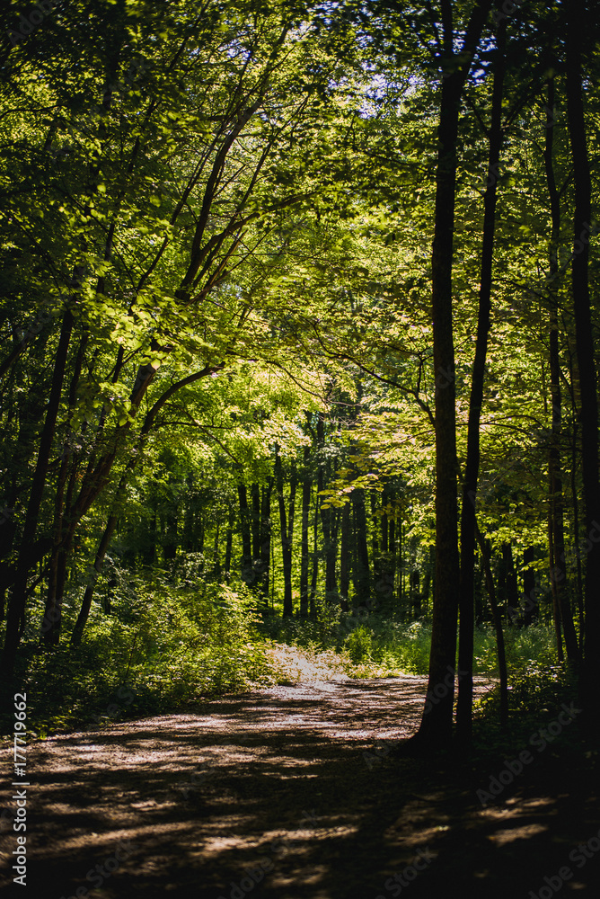 Obraz premium Late Summry in the Trail