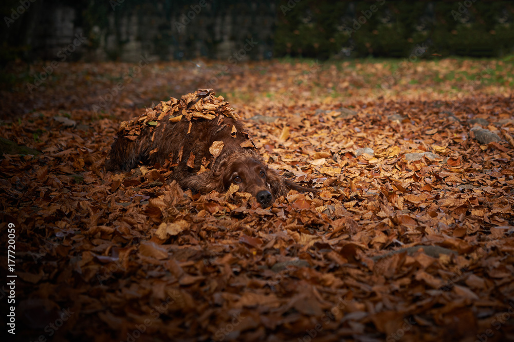 Fototapeta premium Irish Setter posing and bagging on autumn leaves