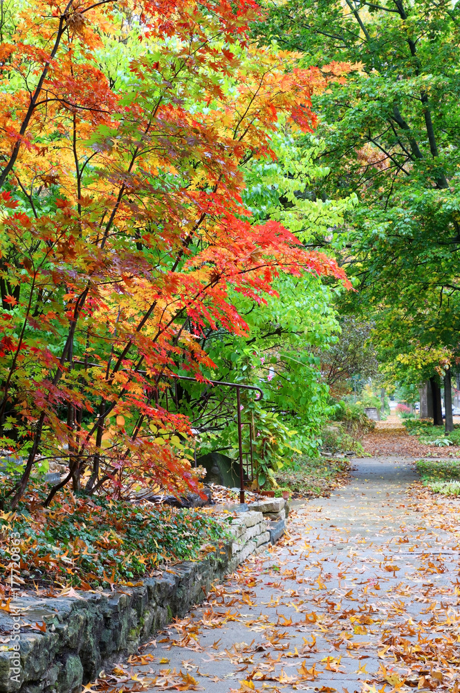 Naklejka premium Amazing fall landscape and street view in a small town with bright colors Japanese maple tree and fallen leaves on a wet sidewalk on a foreground during rainy autumn day.Vertical composition. 