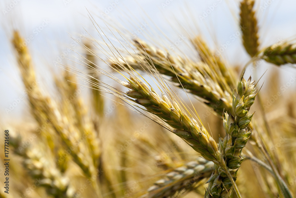 Wheat spike Wheat spike